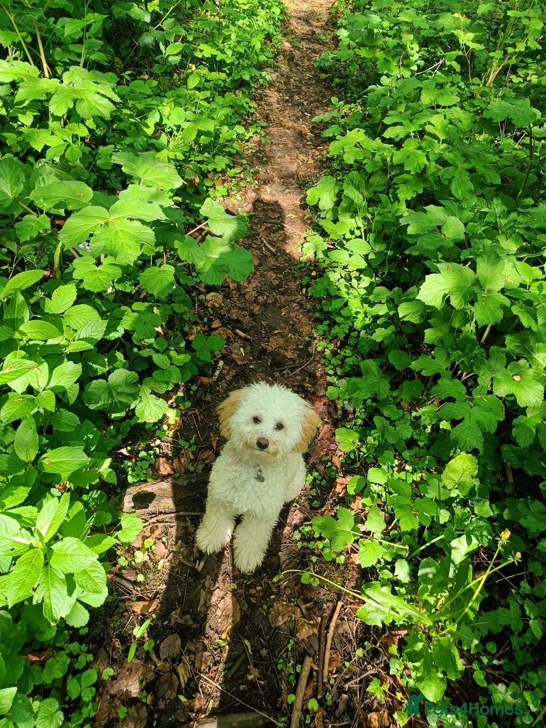 Cockapoo dogs for sale: Millie  - Image 4