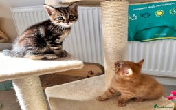 Mixed Breed cats for sale: Amiable bengal mix tabby kittens - Image 8