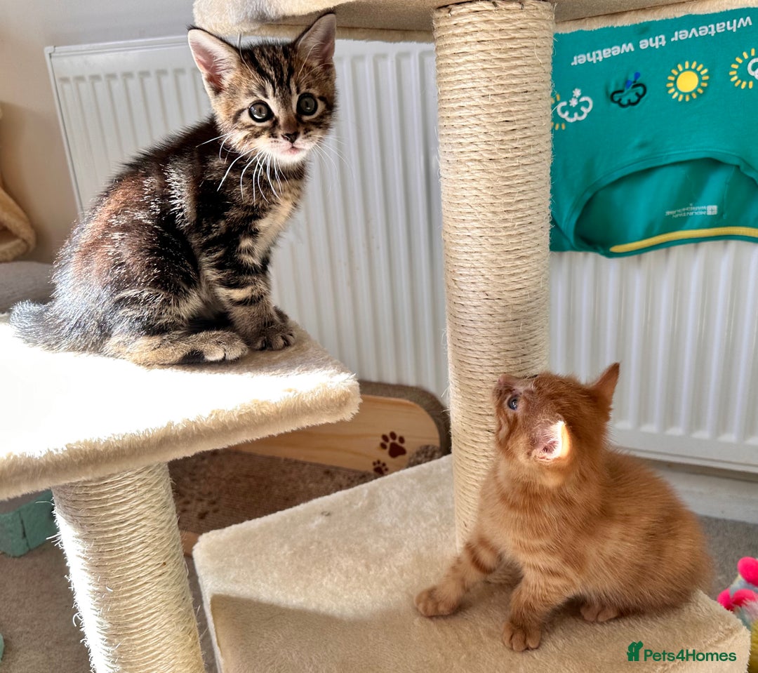 Mixed Breed cats for sale: Amiable bengal mix tabby kittens - Image 8