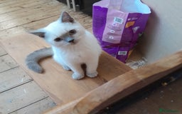British Shorthair cats for sale: BSH Lilac Colourpoint Kitten - 1 left in Clacton-on-Sea - Image 10