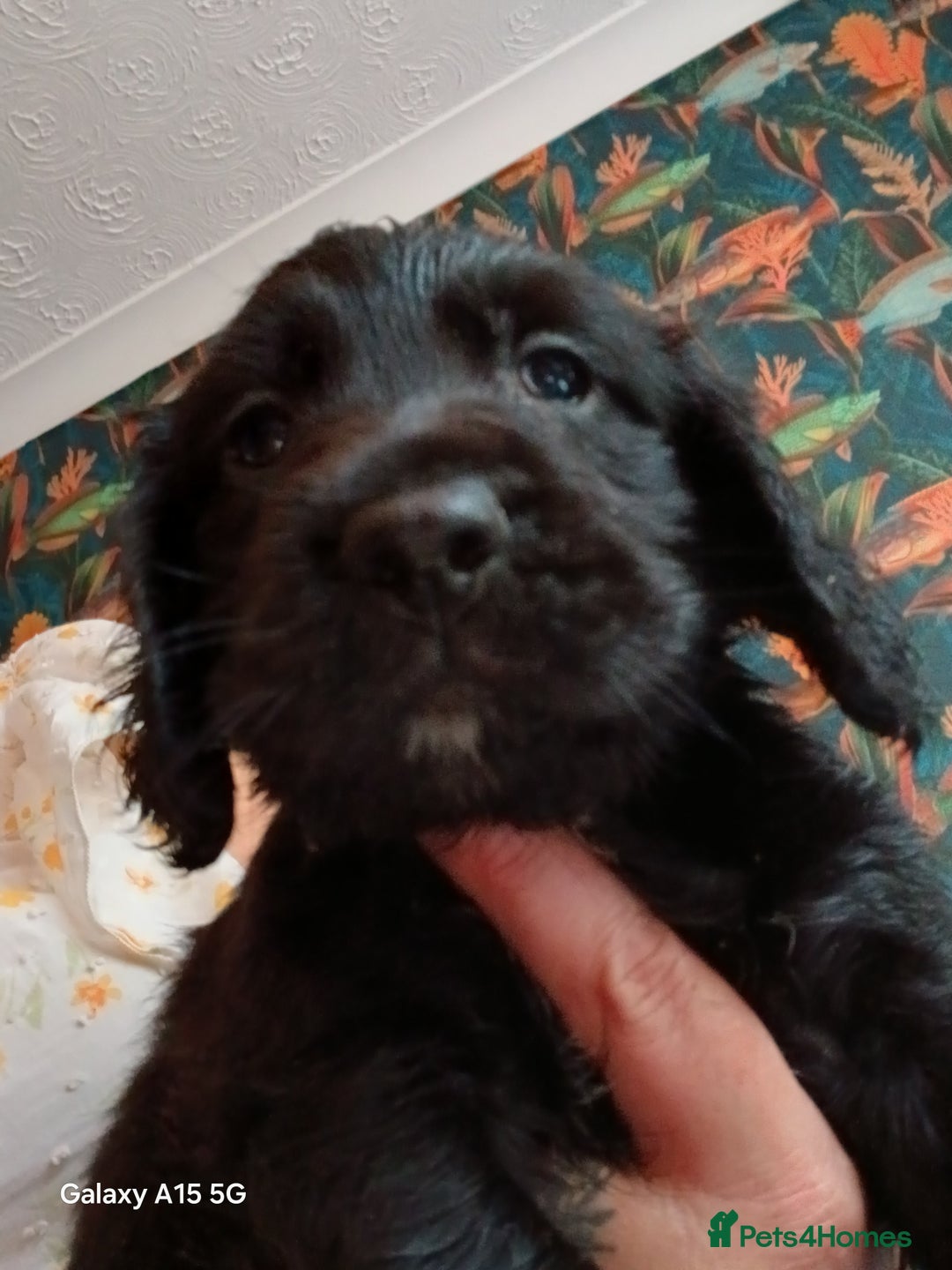 Cocker Spaniel dogs for sale:  Cocker spaniel puppies  - Image 13