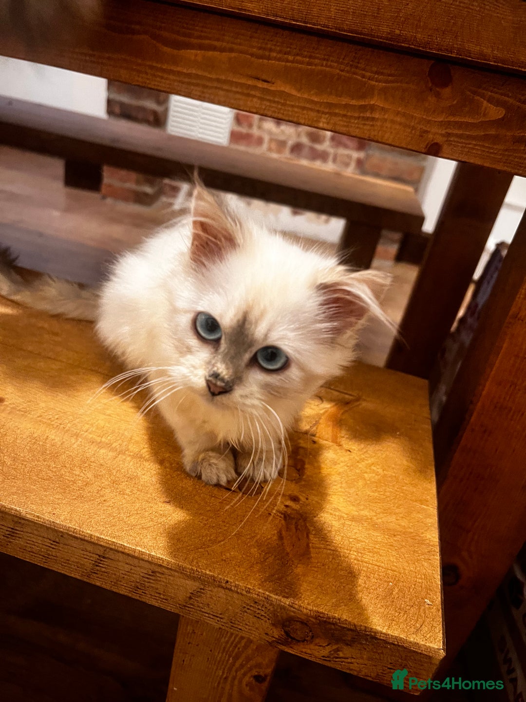 Siberian cats for sale: Three Siberian kittens!! - Image 12