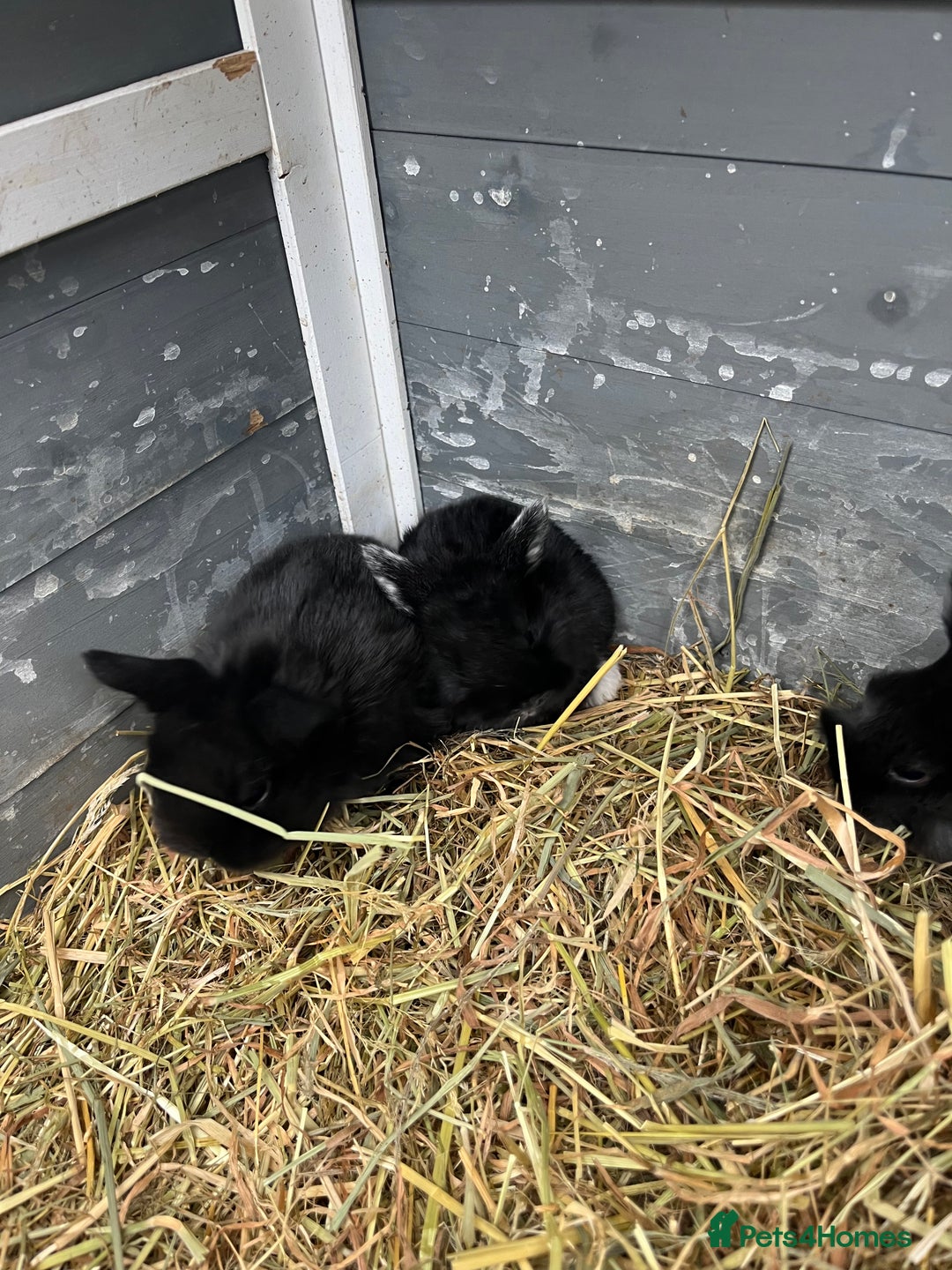 Mixed Breed rabbits for sale: 8 week old rabbits  - Advert 4