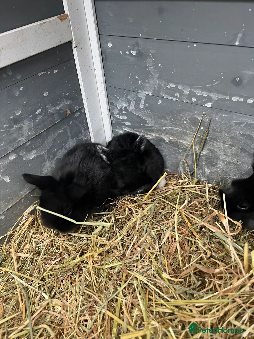 Mixed Breed rabbits for sale: 10 week old rabbits  - Advert 4