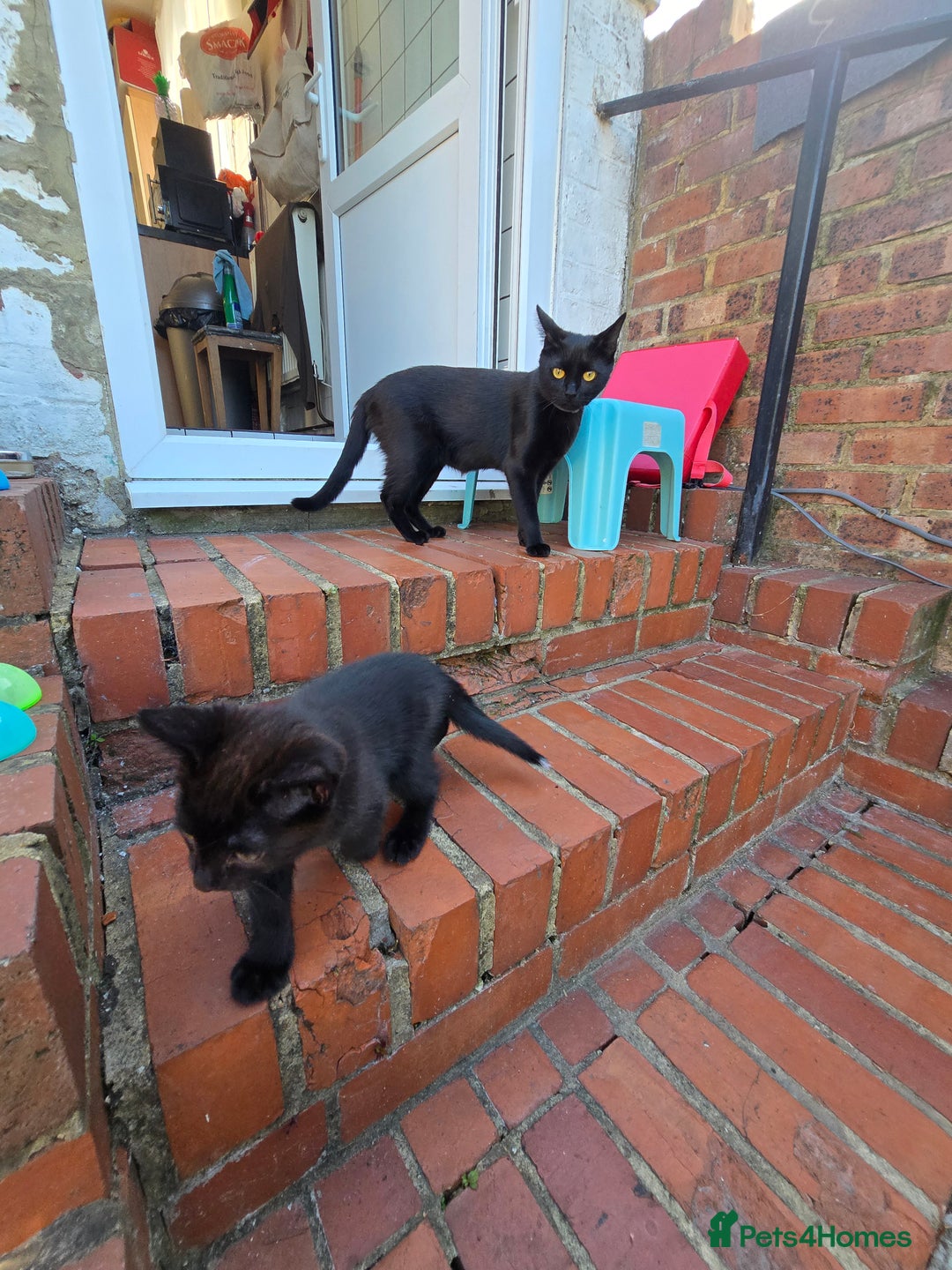 Mixed Breed cats for sale: Kittens - Image 10