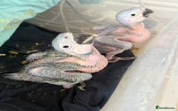 Macaws birds for sale: Blue and gold macaw baby's ,hand rear opportunity  - Image 7