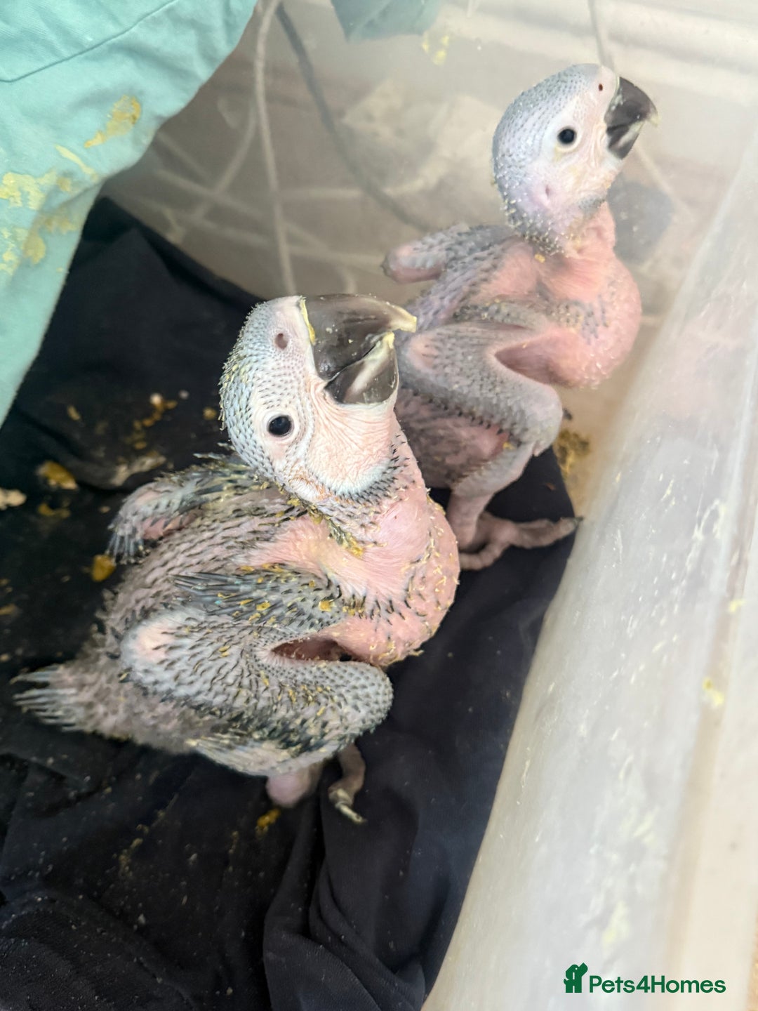 Macaws birds for sale: Blue and gold macaw baby's ,hand rear opportunity  - Image 7