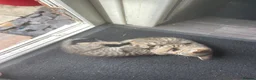 Mixed Breed cats for sale: Oriental x f5 savanna  - Advert 2
