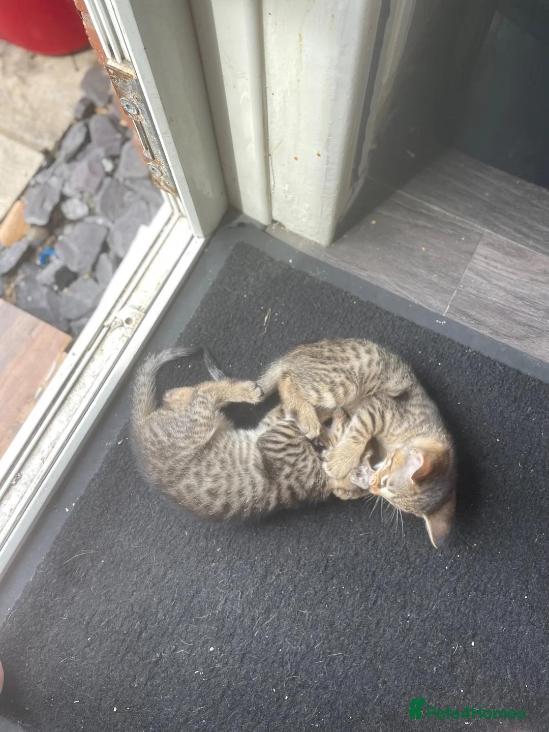 Mixed Breed cats for sale: Oriental x f5 savanna  - Advert 2