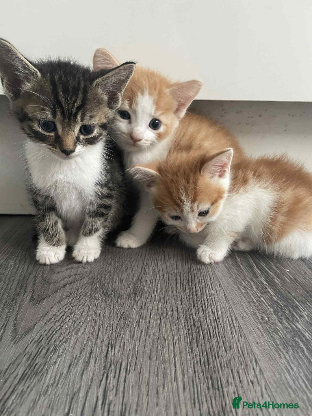 Mixed Breed cats for sale: Beautiful mixed breed ready to leave now x  - Image 6