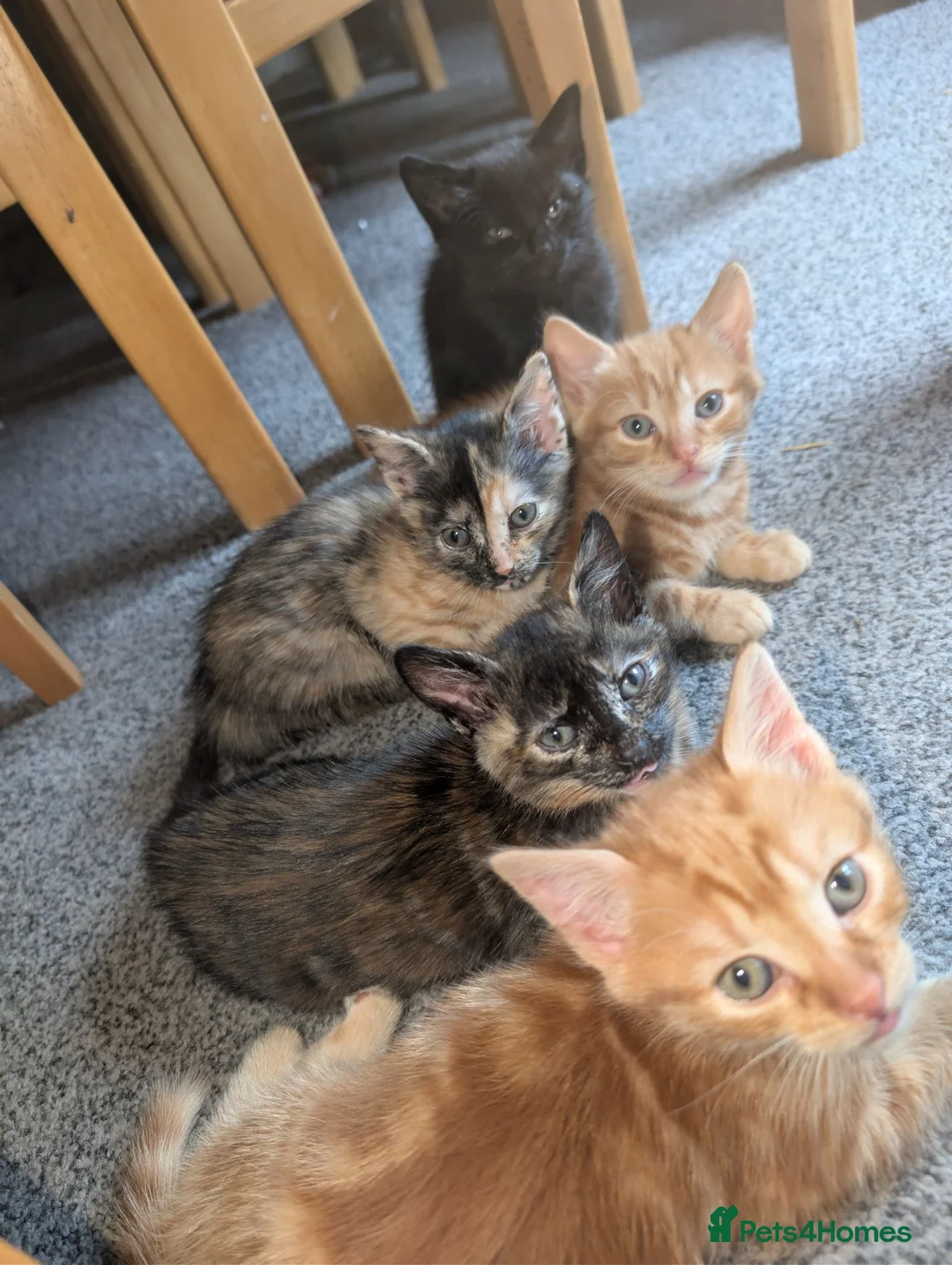 Mixed Breed cats for sale: 5 beautiful kittens in Newcastle upon Tyne - Advert 1
