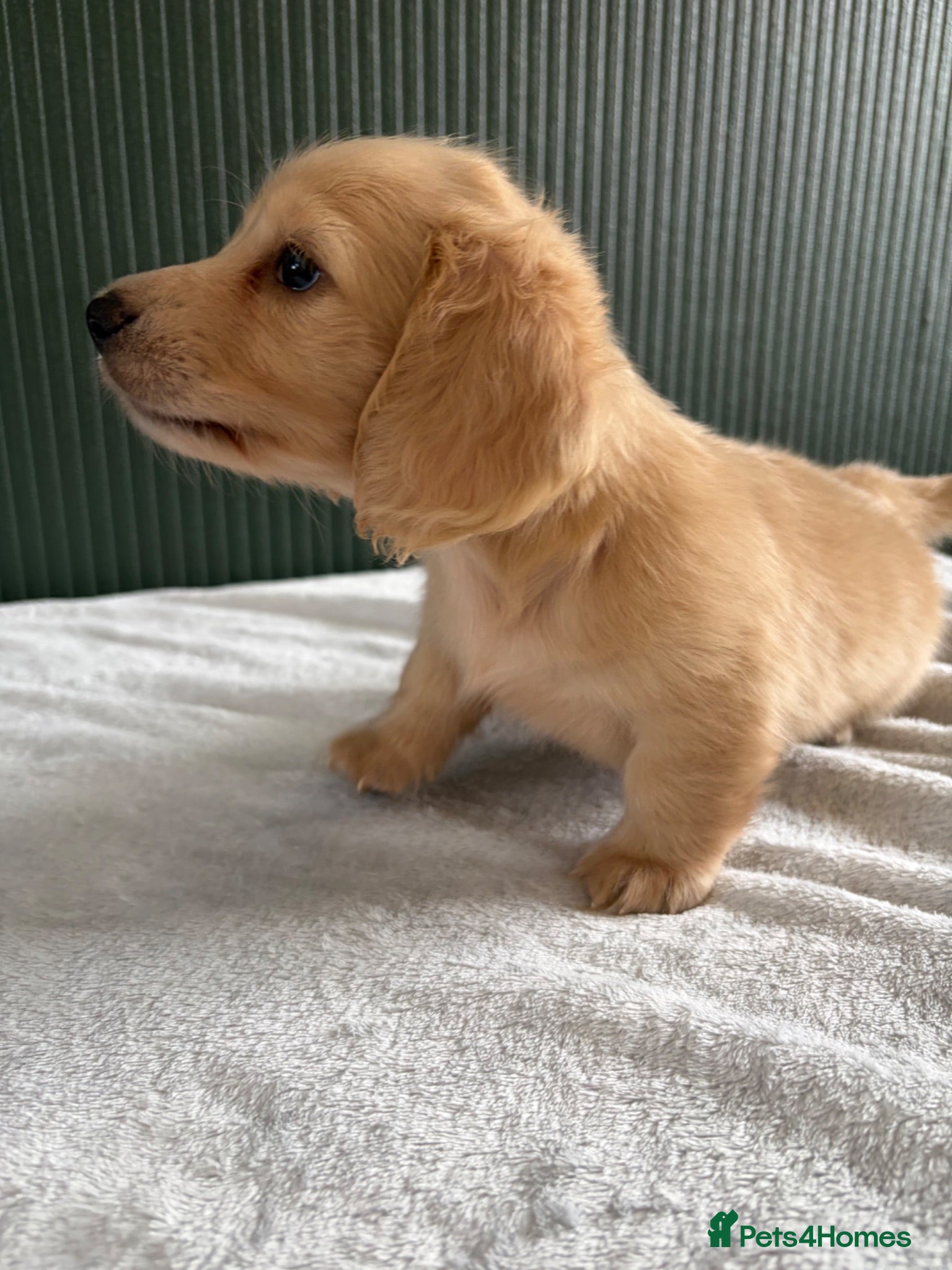 Miniature Dachshund dogs Cream Longhair Miniature Dachshund  - Advert 2