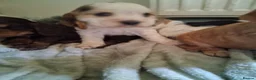 Cocker Spaniel dogs for sale: Beautiful KC Reg Show-Cocker Spaniel puppies  in Doncaster - Advert 10