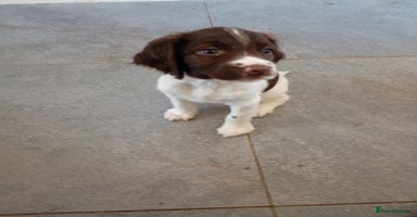 English Springer Spaniel dogs - Advert 3