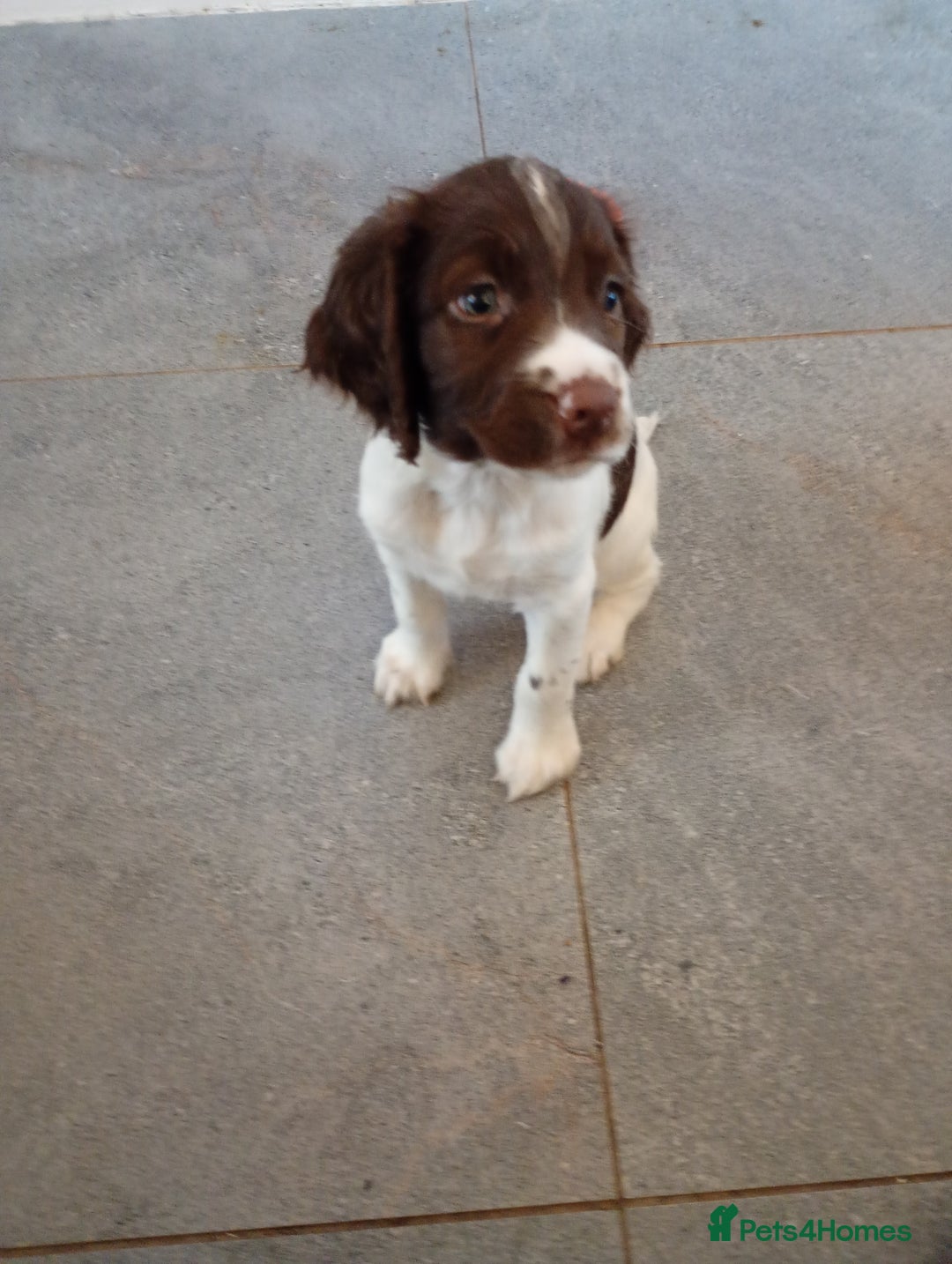 English Springer Spaniel dogs for sale: KC English Springer Spaniels (2 boys remaining) - Image 3