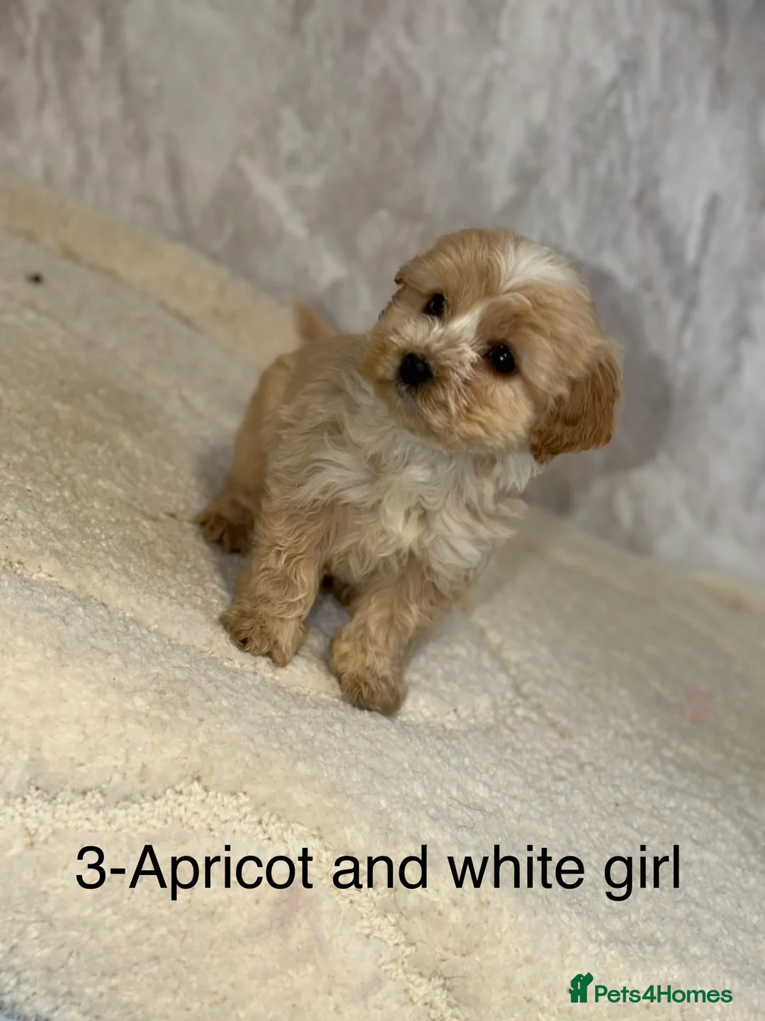 Cockapoo dogs for sale: Stunning F1 Cockapoos - Advert 6