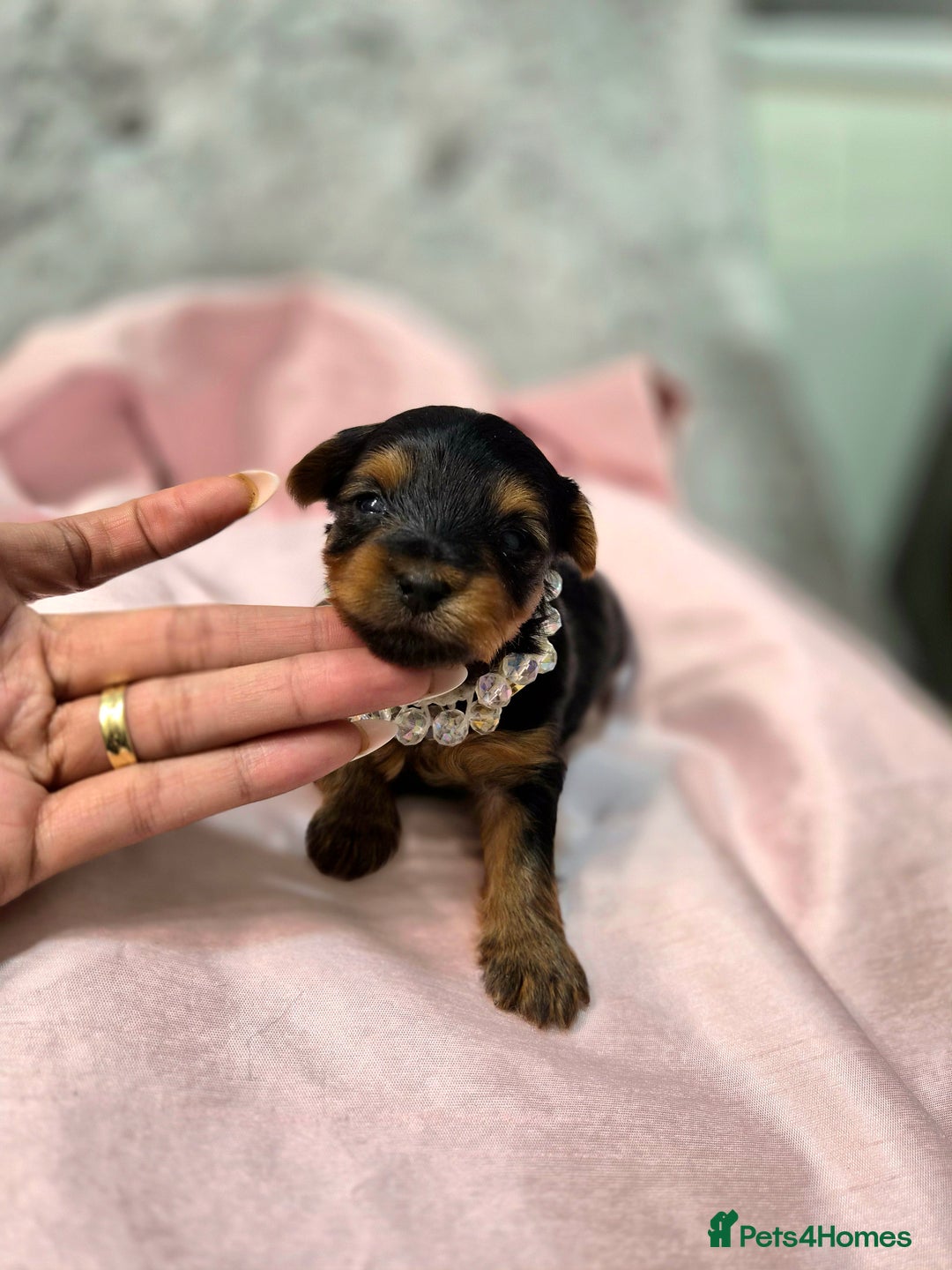 Yorkshire Terrier dogs for sale: Beautiful 7-puppies Yorkshire Terrier - Advert 6