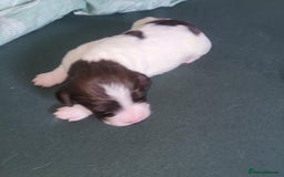 Sprocker dogs for sale: Adorable Chunky Sprocker Spaniel Pups - Image 13
