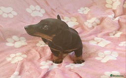 Miniature Dachshund dogs for sale: Miniature Dachshunds Puppies - Image 3