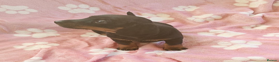Miniature Dachshund Puppy 2