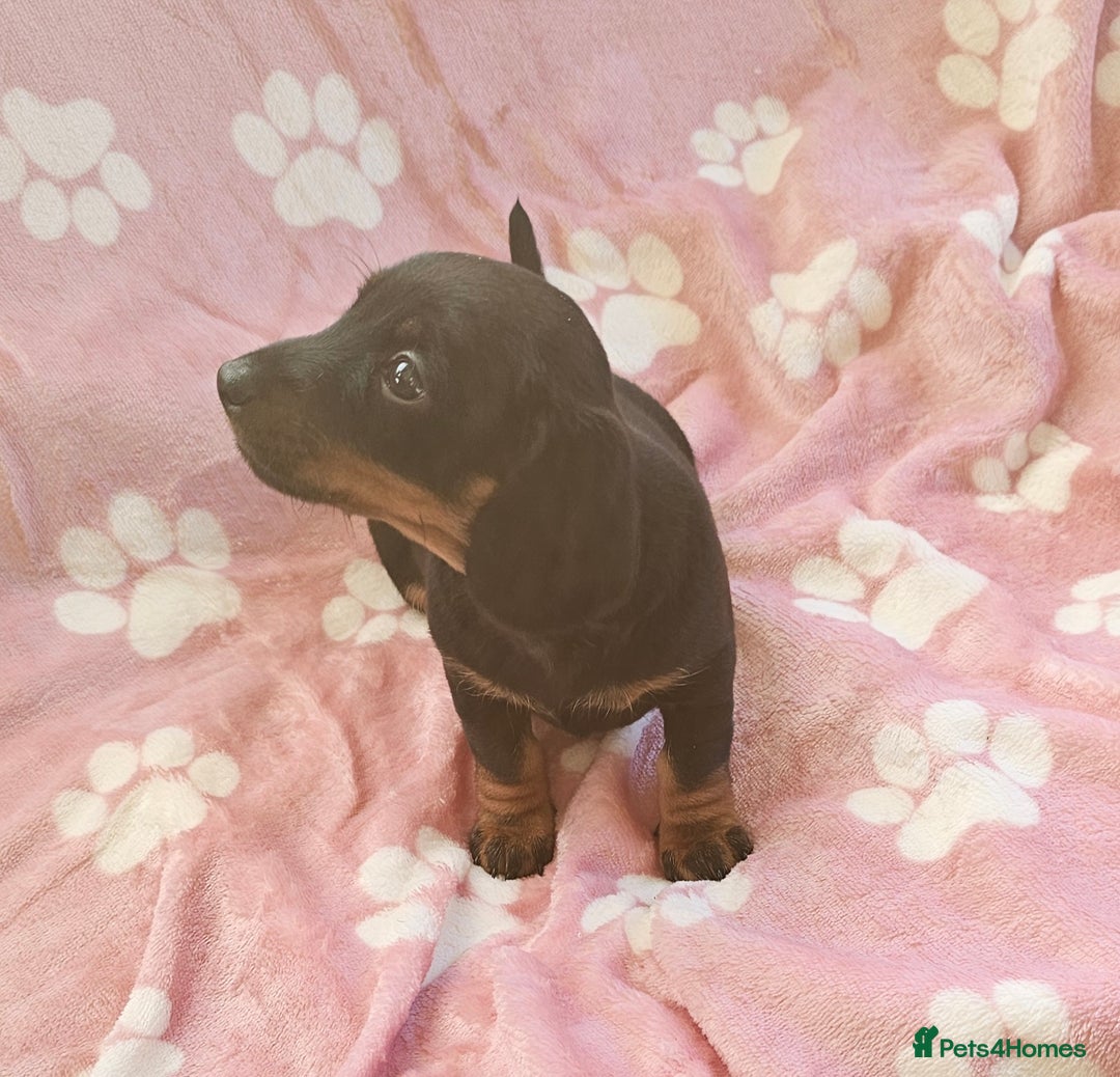 Miniature Dachshund dogs for sale: Miniature Dachshunds Puppies - Image 3