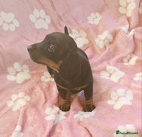 Miniature Dachshund dogs - Advert 6
