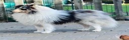Shetland Sheepdog dogs for stud: Two amazing Shetland sheepdogs available for stud  - Advert 5
