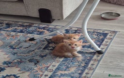 Mixed Breed cats for sale: Kittens almost ready to go - Image 2