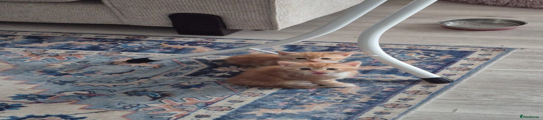 Mixed Breed Kitten 2