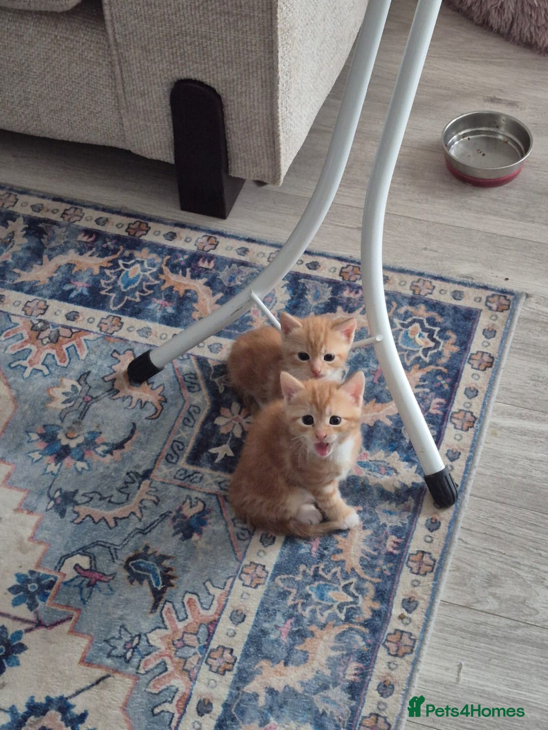 Mixed Breed cats for sale: Kittens almost ready to go - Image 2