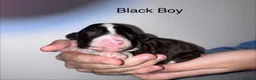 Mixed Breed dogs for sale: Lassie/Border Collie X Toy Poodle puppies - Advert 10