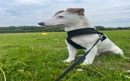 Jack Russell dogs for stud: Beautiful Jack Russell for Stud  - Image 23