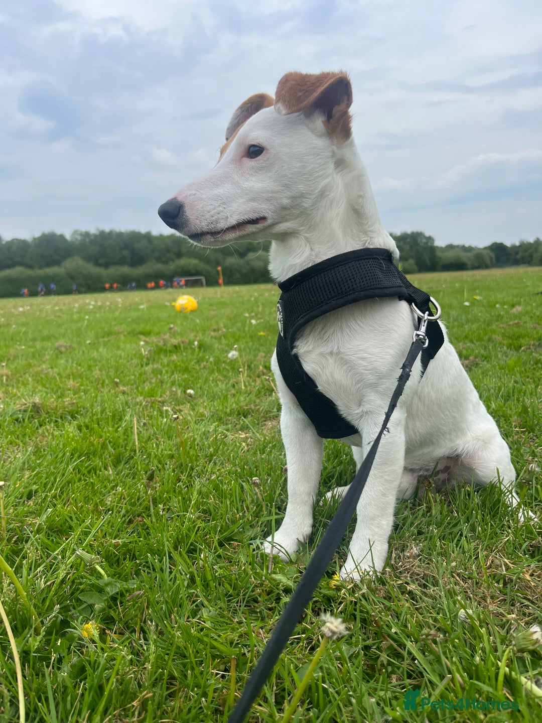 Jack Russell dogs for stud: Beautiful Jack Russell for Stud  - Image 23