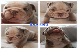 English Bulldog dogs for sale: Dwkc englìsh bulldog puppies  - Image 31