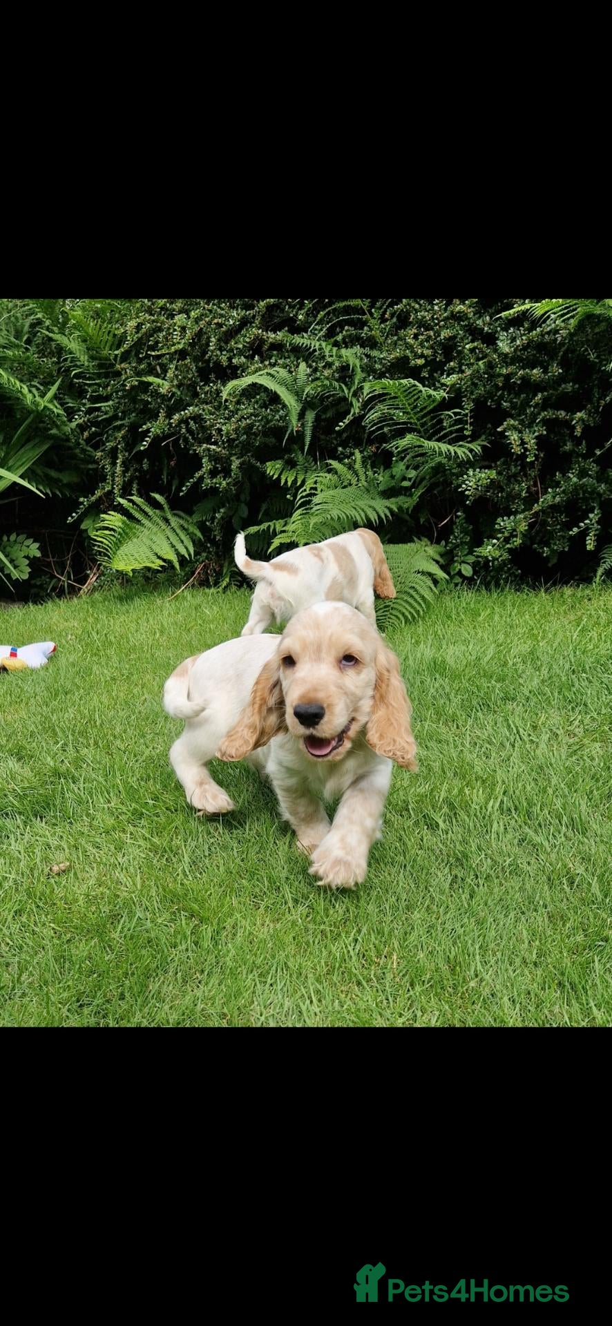 Cocker Spaniel dogs Kc show type puppies  - Advert 2