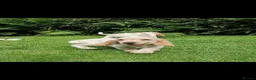 Cocker Spaniel dogs for sale: Kc show type puppies  - Advert 2
