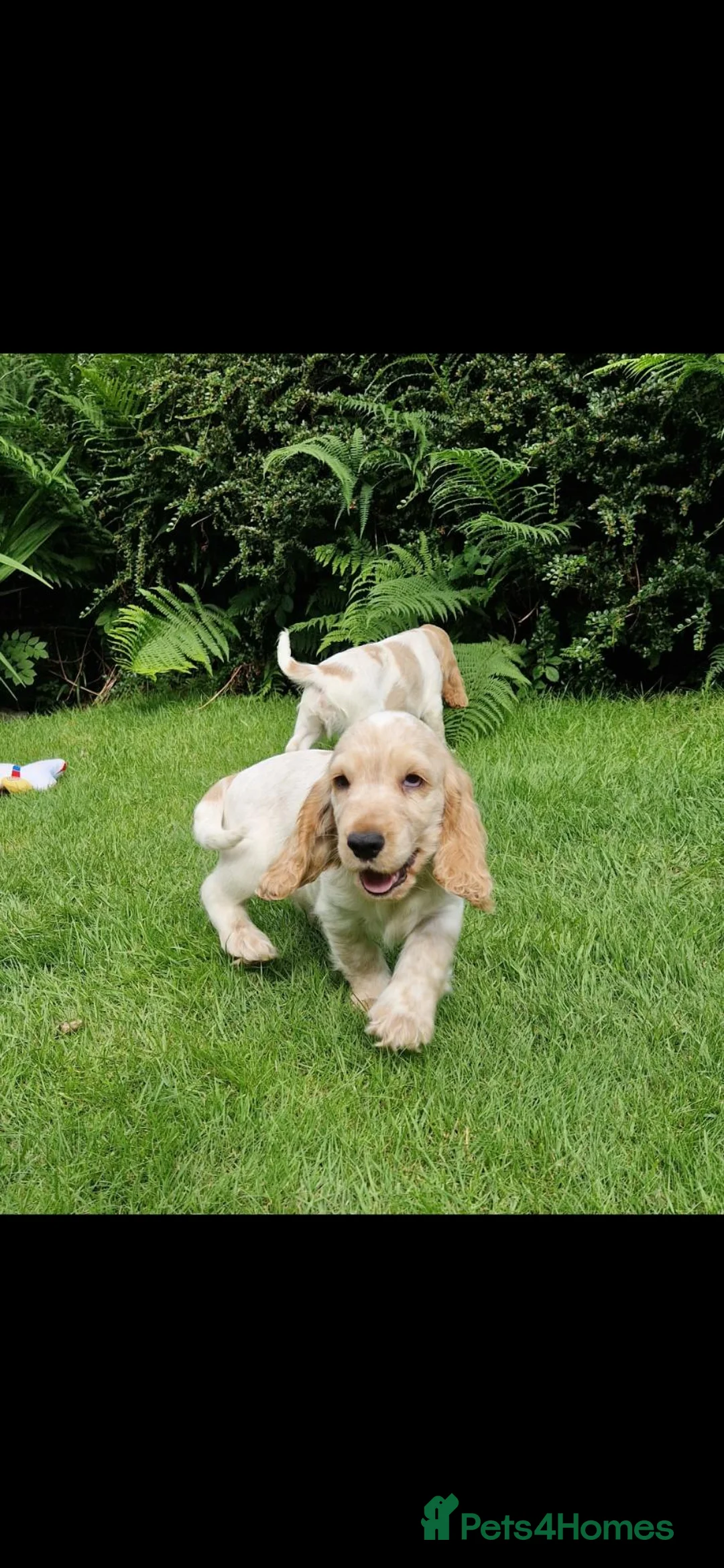 Cocker Spaniel dogs for sale: Kc show type puppies  - Advert 2