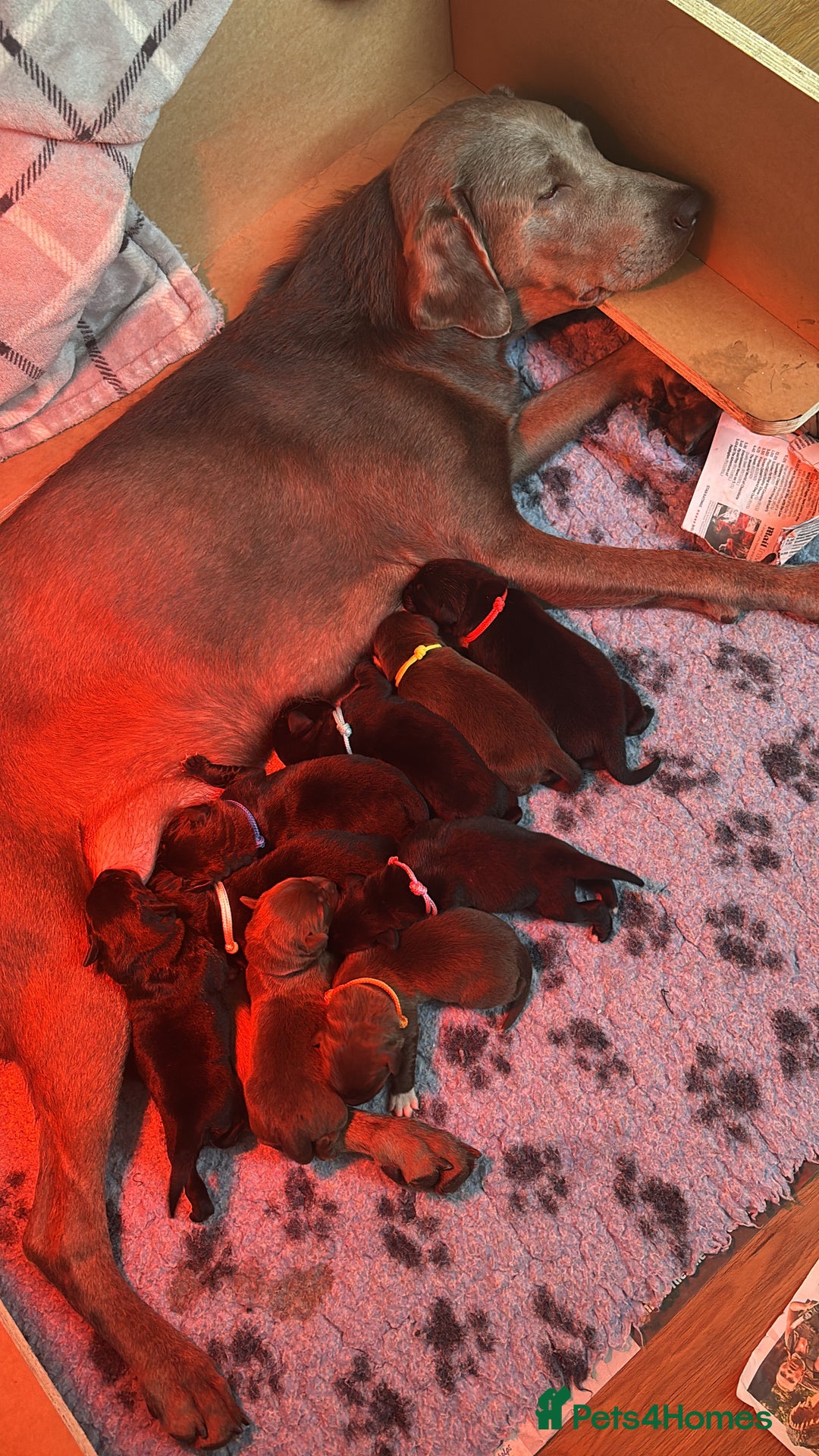 Borador dogs for sale: Gorgeous lab x collie pups. Silver, choc & black - Image 2