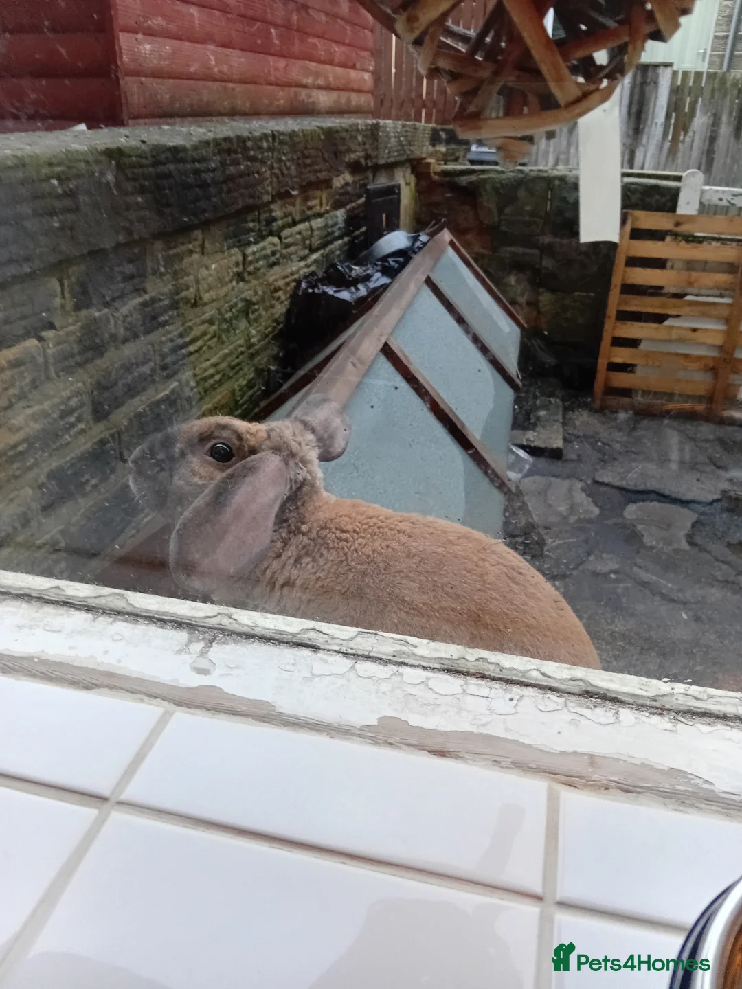 Mixed Breed rabbits for sale: Biscoff the rabbit  - Advert 2