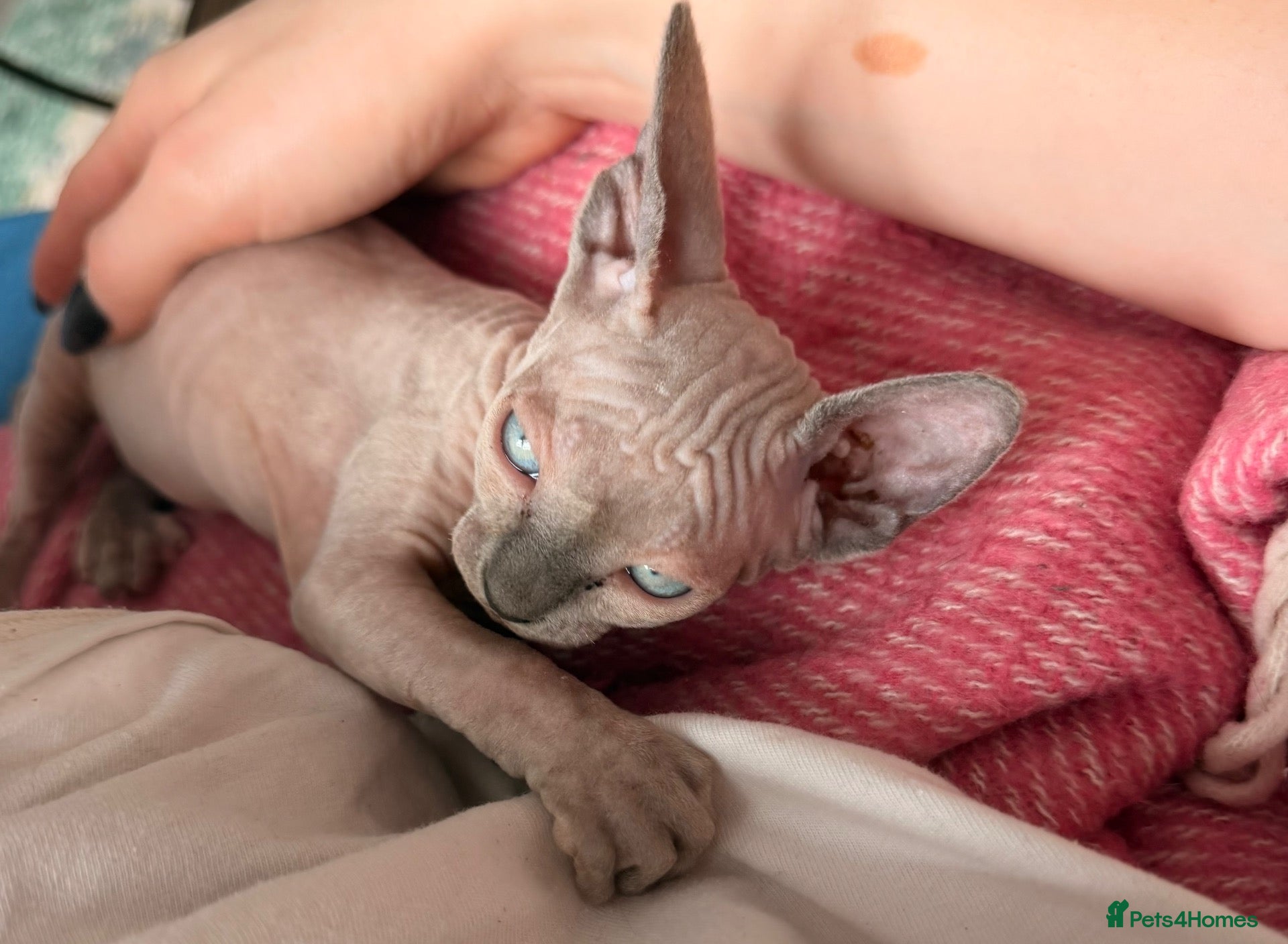 Sphynx cats Beautiful Sphynx kittens- ready soon !!  - Advert 2