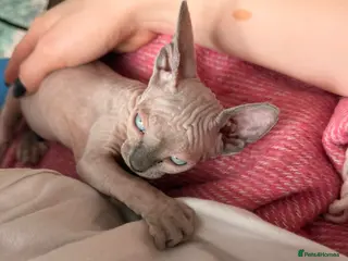 Sphynx cats Beautiful Sphynx kittens- ready soon !! - Advert 2