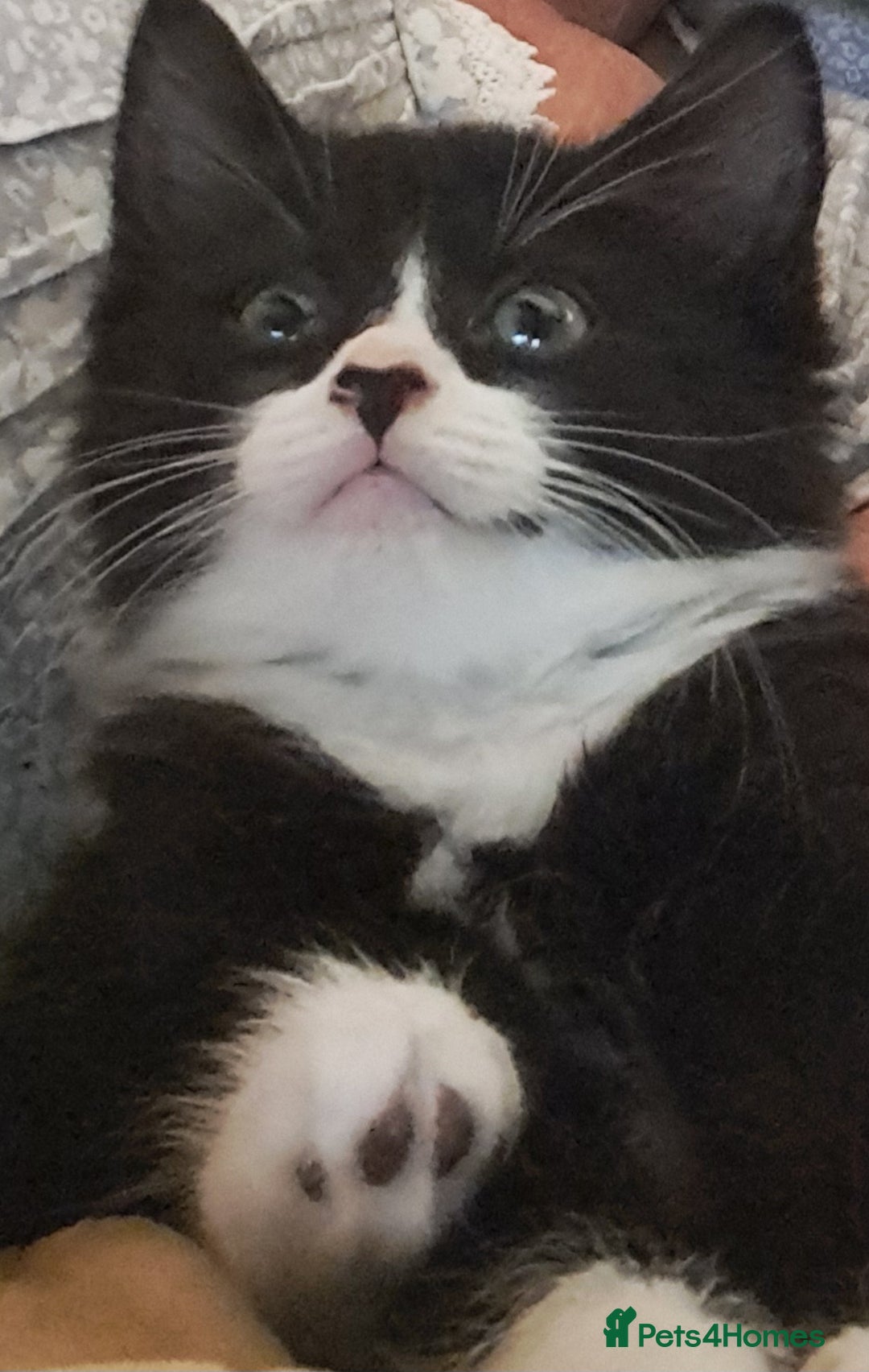 Mixed Breed cats for sale: Fluffy longhaired Kitten with Love Heart Nose  - Image 2