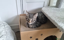 Maine Coon cats for sale: Maine Coon Mix READY TO GO - Image 7
