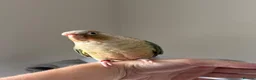 Conures birds for sale: Green Cheek Conure & 3 Cockatiels - Advert 6