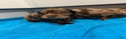 Cocker Spaniel dogs for sale: Cocker spaniel puppies  - Advert 13