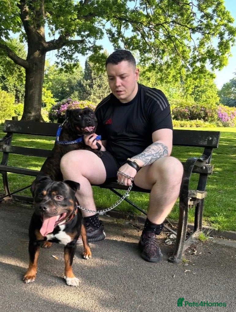 Staffordshire Bull Terrier dogs Show quality Brindle boys - last available £1300 - Advert 1