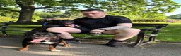 Staffordshire Bull Terrier dogs for sale: Show quality Brindle boys - last available £1300 - Advert 1