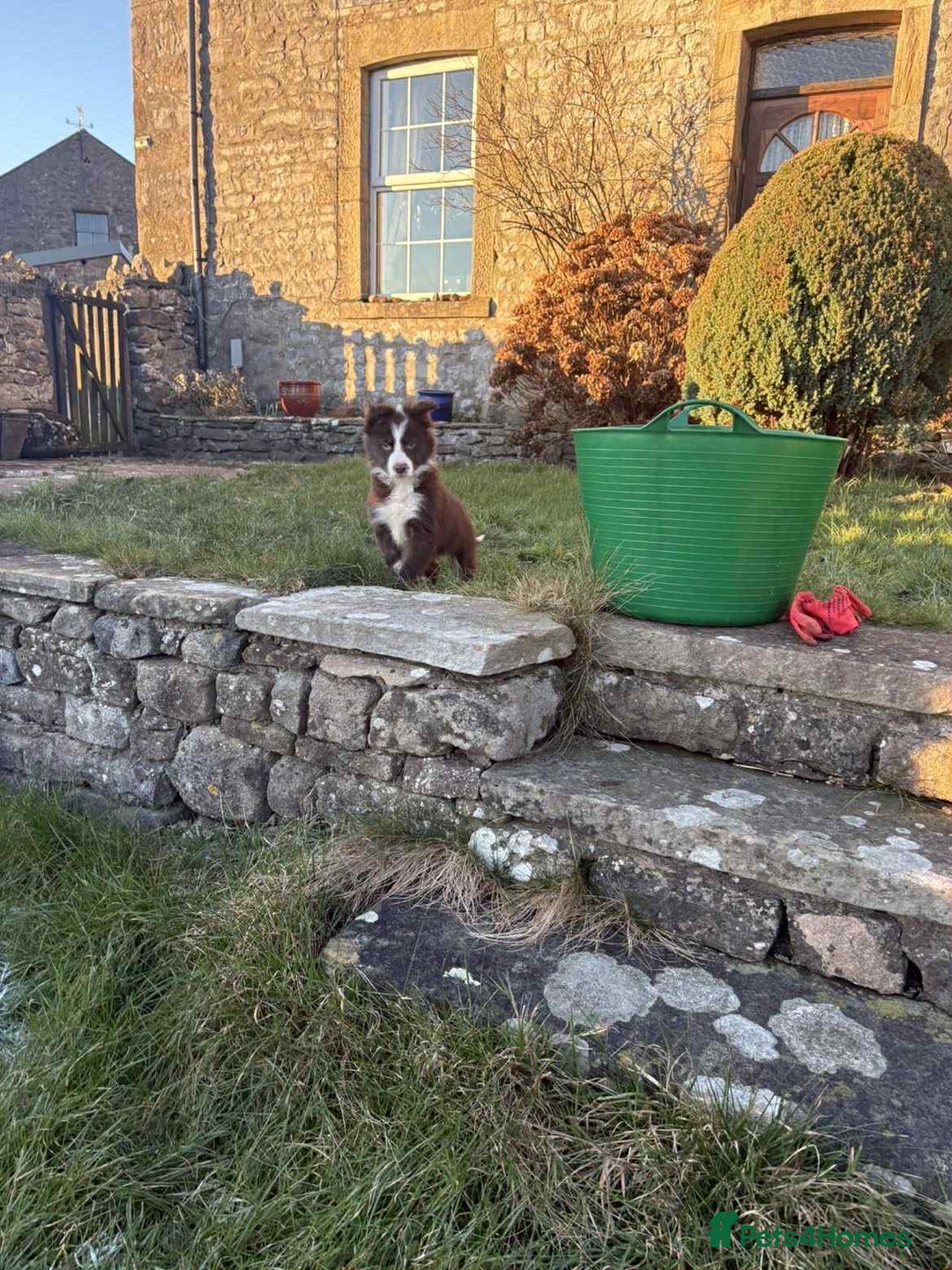 Border Collie dogs for sale: Red border collie pups  - Advert 4