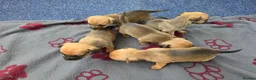 Jack Russell dogs for sale: Beautiful Puppies Jack Russell  - Advert 1