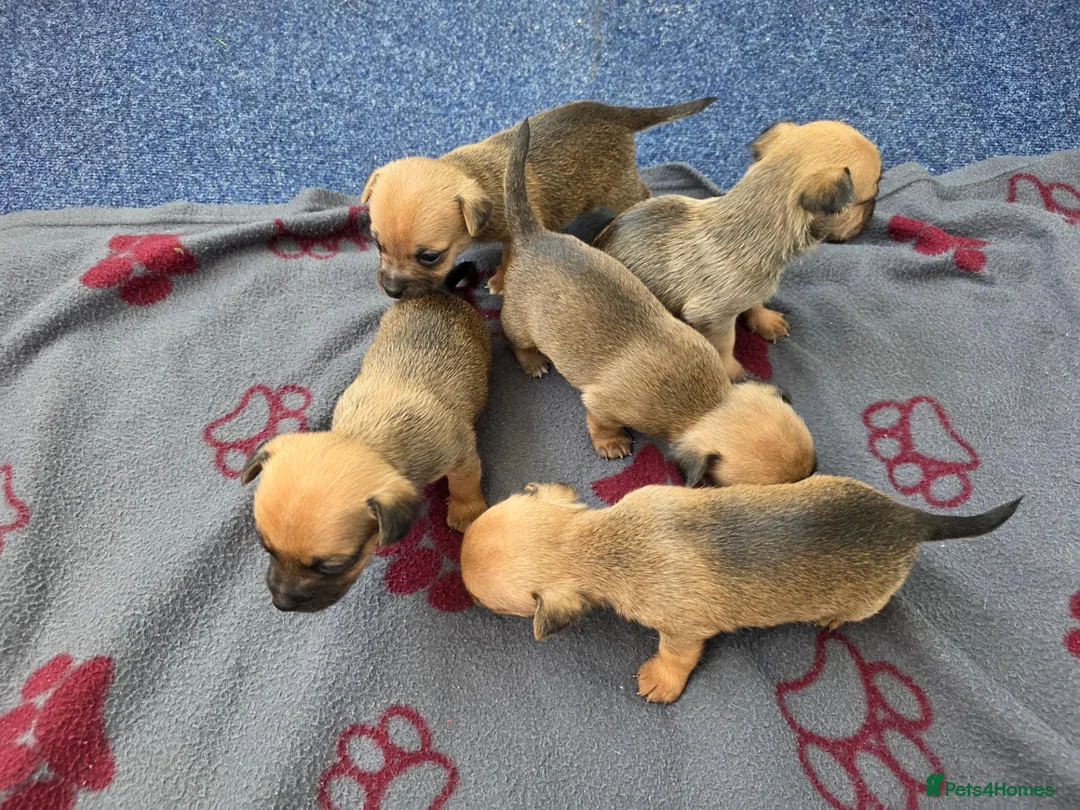 Jack Russell dogs for sale: Beautiful Puppies Jack Russell  - Advert 1